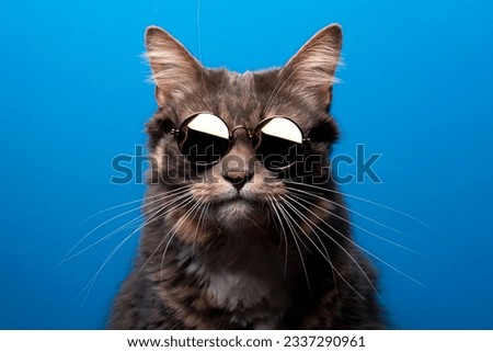 Cat portrait with sunglasses on blue background
