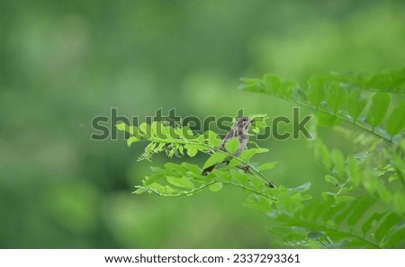 Cute house sparrow on green branch in summer for urban environment nature conservation education and photo frame for house decoration desktop background computer wall paper