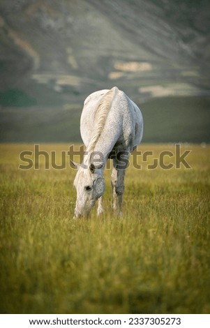 Grazing white horse at Piano Grande, Umbria, Italy
