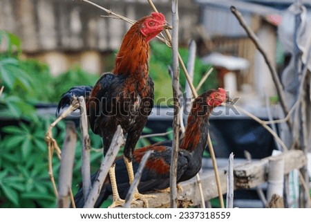 two young roosters resting on the vegetable garden fence