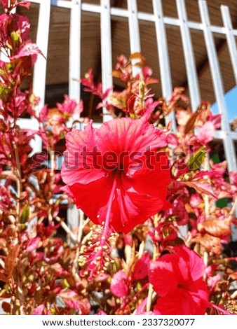 red hibiscus plants growing in the yard in front of the bamboo fence.