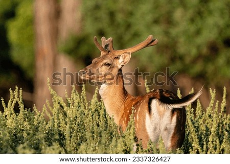 Ala deer living only in Antalya. Dama Dama Deer in Turkey