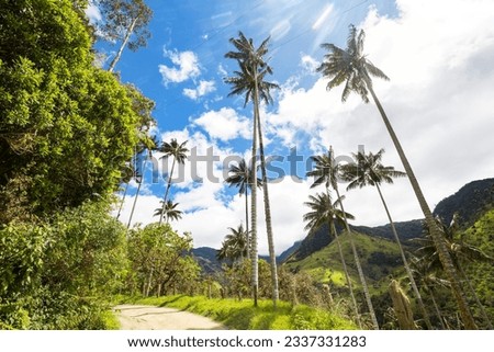 Unusual Cocora Valley in Colombia, South America.