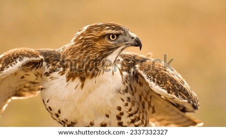 Ready to Fly - A close-up front view of a Broad-winged Hawk getting ready to fly. Bear Creek Lake Park, Colorado, USA. Royalty-Free Stock Photo #2337332327