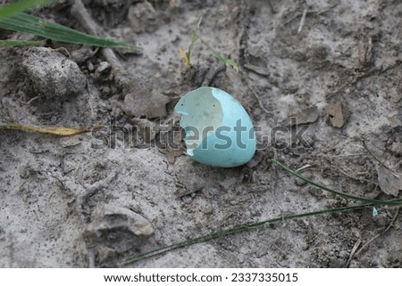 Cracked open blue egg of a songbird