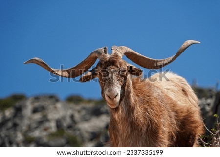 Brown Cretan Goat with long horns at Paleochora, Crete, Greece Royalty-Free Stock Photo #2337335199