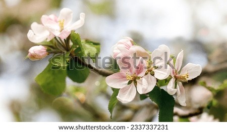A beautiful and elegant spring apple branch bathes in the spring sunlight. The picture is suitable as a gift card with space for text.