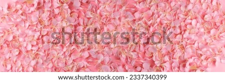 Pink carnation petals pattern, Flower flakes texture background top view. Rose petal wallpaper, spring blossom romantic mockup flat lay Royalty-Free Stock Photo #2337340399