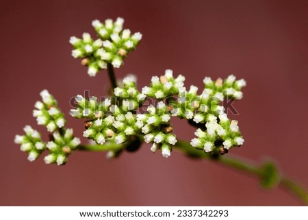 Flowers of the crassula species Crassula rogersii