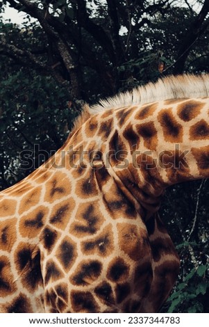 Giraffe skin, giraffe neck, giraffe skin pattern