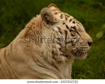 White tiger waiting for things to come
