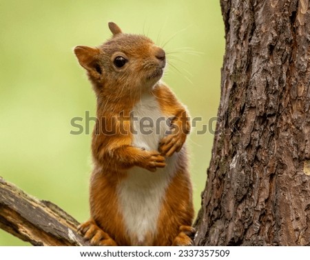 Curious little scottish red squirrel on a tree trunk in the woodland