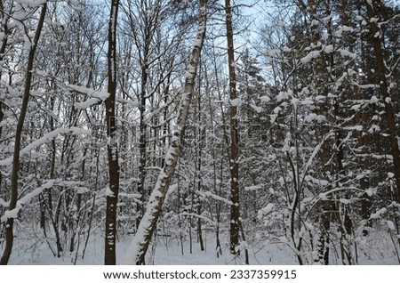 Trees in the forest in winter season in Dziewkowice, Opole municipality Strzelce Opolskie