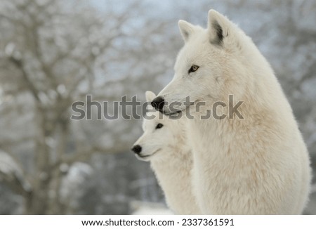 white polar wolves on the background of the forest