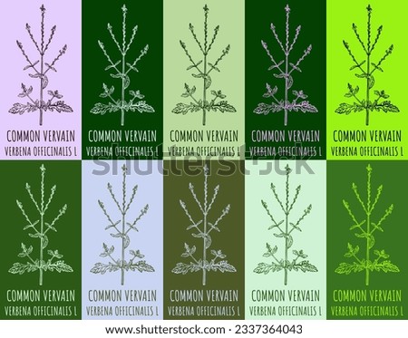 Set of vector drawing COMMON VERVAIN in various colors. Hand drawn illustration. The Latin name is VERBENA OFFICINALIS L Royalty-Free Stock Photo #2337364043