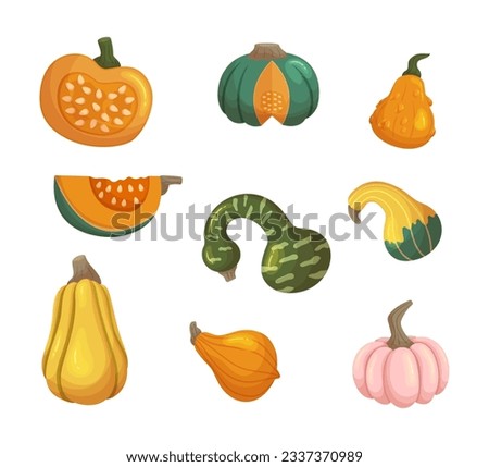 Different Pumpkins, Ripe Fresh Vegetables Feature Bold, Contrasting Colors, Stripes or Spots In Various Colors, Adding A Vibrant Touch To Fall Decor And Festivities. Cartoon Vector Illustration