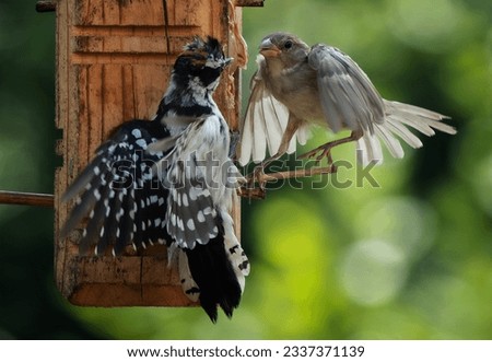 Conflict on the bird feeder, Mockingbird and a Downy Woodpecker                               