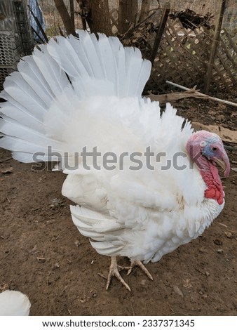 Rare Midget White Turkey strutting his stuff.  Royalty-Free Stock Photo #2337371345