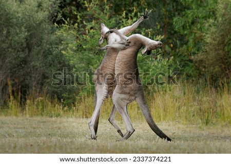 Macropus giganteus - Two Eastern Grey Kangaroos fighting with each other in Tasmania in Australia. Animal cruel duel in the green australian forest. Kickboxing ang boxing two fighters.