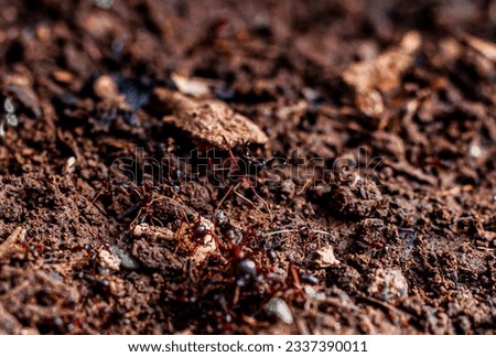 this image of ANT was taken while ants were migrating searching for food, the beautiful image was taken in Arusha Tanzania 