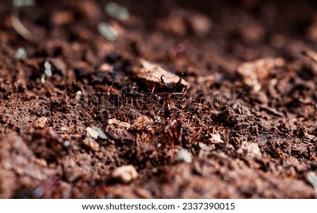 this image of ANT was taken while ants were migrating searching for food, the beautiful image was taken in Arusha Tanzania 