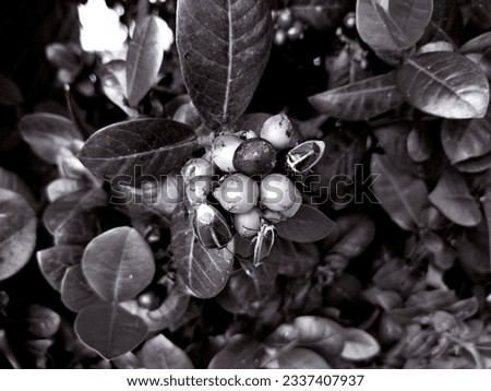 Insects perched on fruit in a bush full of leaves