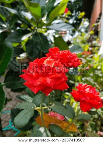 red roses are really beautiful in the morning