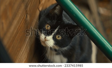 Curious looking Tuxedo cat looking up into camera with tilted head Royalty-Free Stock Photo #2337415985