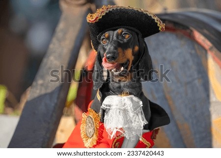 Portrait of funny dog in pirate costume three-cornered hat at children party, animated quest, birthday.Puppy in fancy dress tongue teasing, licking yummy halloween treat. Cheerful family holiday