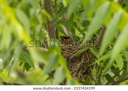 Cedar Waxwing sits on her nest Royalty-Free Stock Photo #2337424199