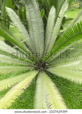 A close up picture of tropical palm leaves from Indonesia, South East Asia