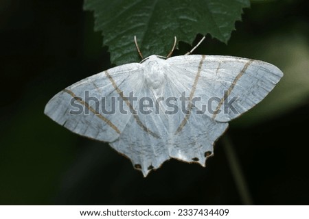 White swallow moth (Shirotsubame edashaku) like a white death costume with a golden line fashionable (Dark back ground wildlife closeup macro photograph) 