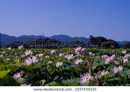 Many lotus flowers are blooming in the lotus pond under the blue sky.
Scientific name is Nelumbo nucifera.
This is a lotus pond at the Fujiwarakyo ruins in Nara,Japan.