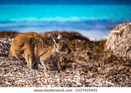 Portrait of beautiful adorable western grey kangaroo feeding amongst algae washed on the beach on the famous lucky bay in Esperance, Cape Le Grand National Park, Western Australia	