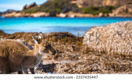 Portrait of beautiful adorable western grey kangaroo feeding amongst algae washed on the beach on the famous lucky bay in Esperance, Cape Le Grand National Park, Western Australia	