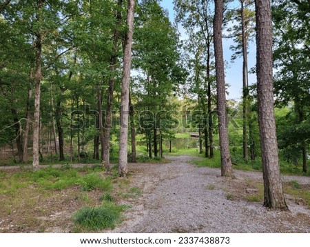 Trail through Trees in Ouachita National Forest, Arkansas