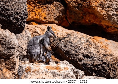 Beautiful endangered Black-flanked rock-wallaby (warru) with joey in a pouch spotted in Yardie Creek, Cape Range National Park, Western Australi	 Royalty-Free Stock Photo #2337441711