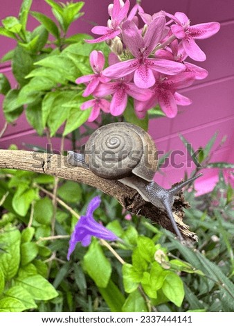 snail, Pink Ruspolia, Snail perched on a branch with pink flowers beautiful nature.