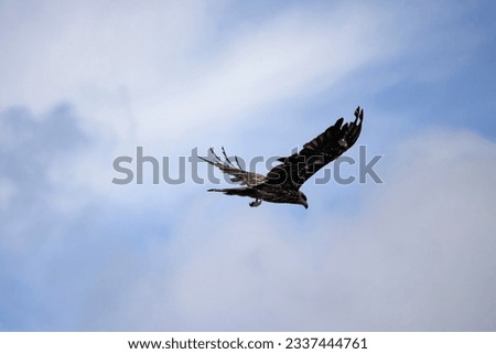 Shooting a Black kite in flight with a telephoto lens