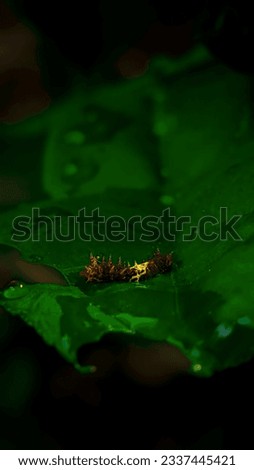 1690212374224-01.jpeg
A caterpillar on a leaf