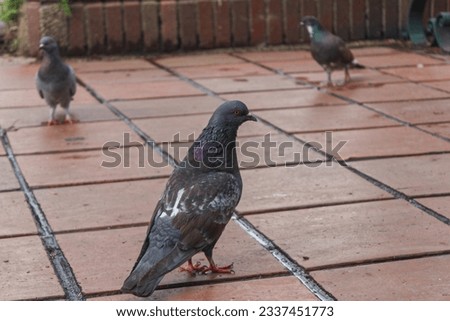 picture of pigeon in public square