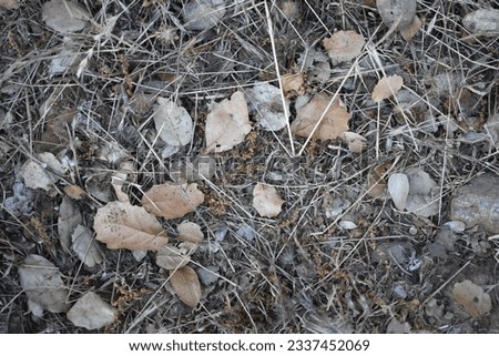 Fall Seasonal Background, Leaves on Ground, Bushcraft