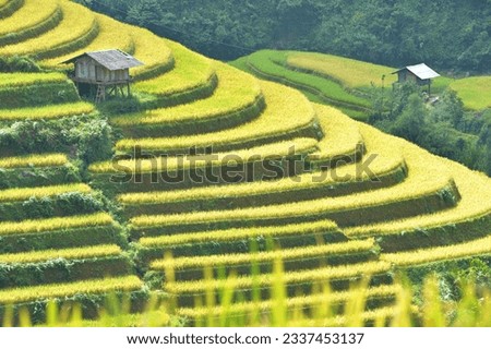 Golden terraced fields in Mu Cang Chai, interspersed with an old stilt house, blur background, artistic photo, forest, mountains background