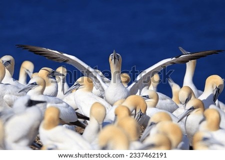 Colony of Northern Gannets, Bonaventure Island Quebec, Canada Royalty-Free Stock Photo #2337462191