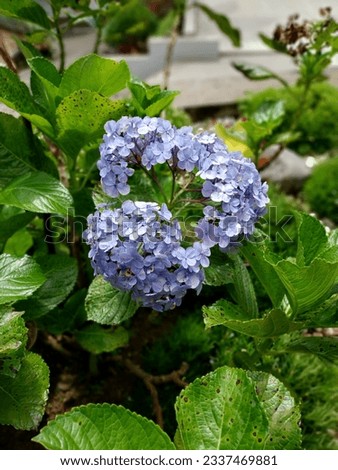 Hydrangea or flower bowl (Hydrangea macrophylla), the flowers with various colors are so amazing.