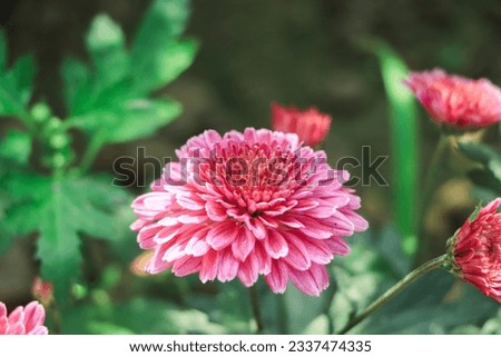 pink chrysanthemums in the flower farm
