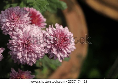 pink chrysanthemums in the flower farm