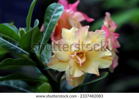 Blooming yellow and pink adenium flowers with green leaves background
