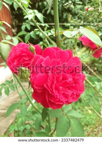 colorful rose is blooming beautifully It is popularly given to special people on important days. Roses come in a variety of colors. Each color has its own meaning. has a light fragrance 