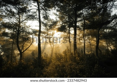 Beautiful picture of  sunshine behind the trees in forest .